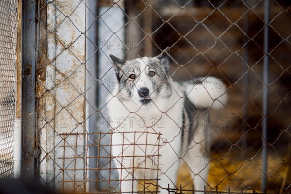 Cute bicolor dog sits alone behind the metal bars in the dog shelter and looks sadly at the camera