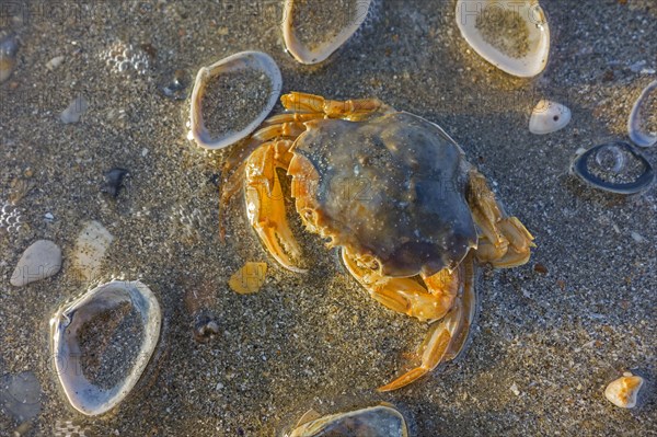 Dead flying crab