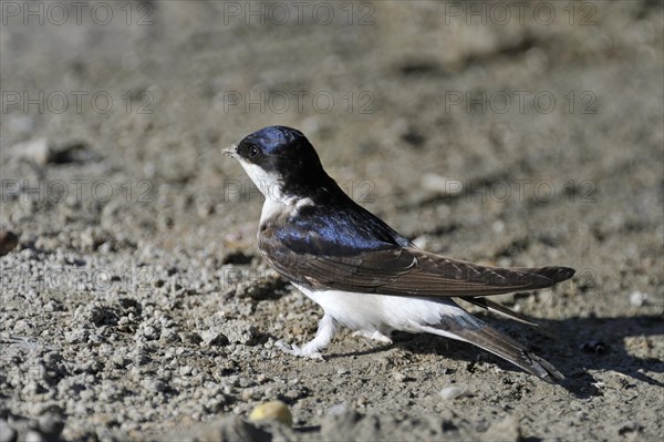 House martin