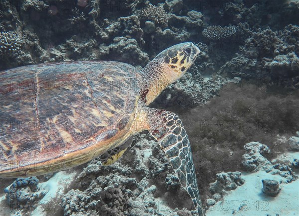 Hawksbill turtle