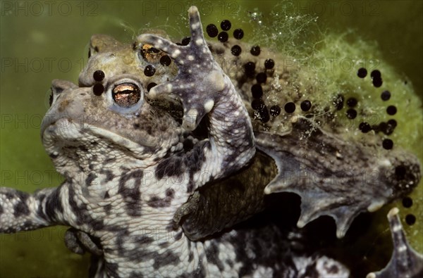 Couple of Common toads