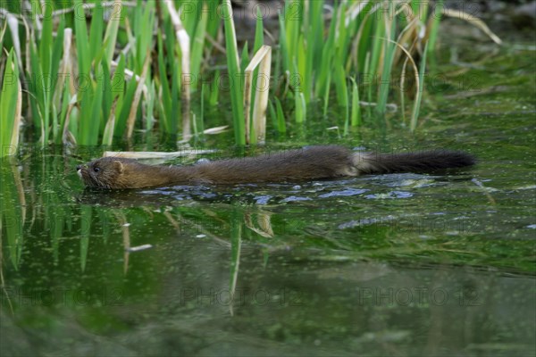 European mink