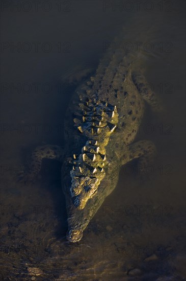 American crocodile