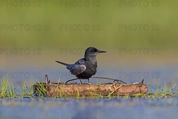 Black tern