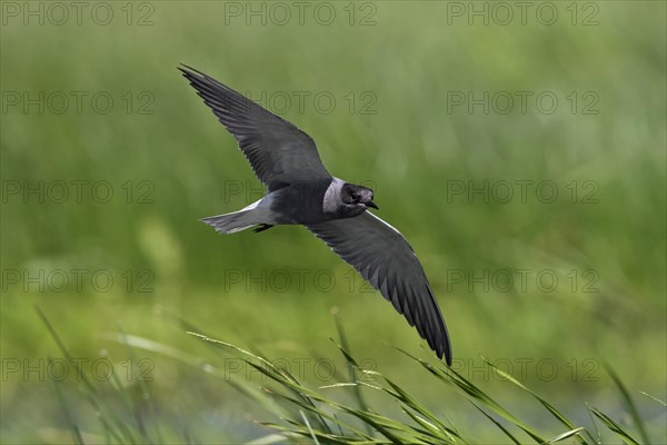 Black tern