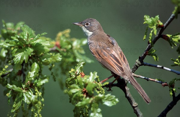 Whitethroat