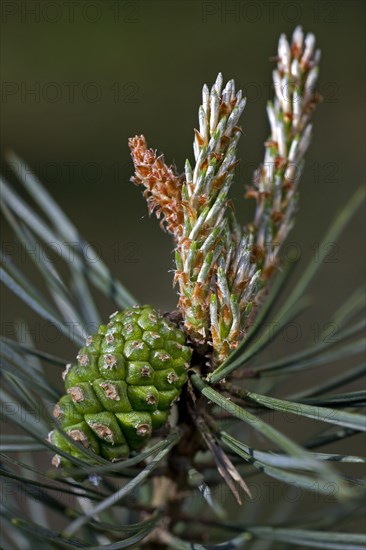 Branch with female flowers and cones of Scots Pine