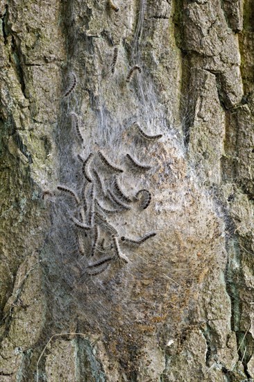 Nest of Oak Processionary