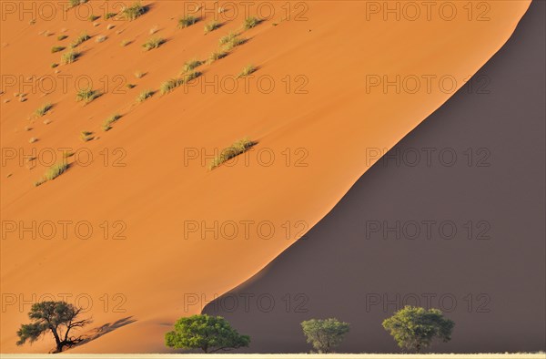 Trees in front of red sand dune of the Sossusvlei