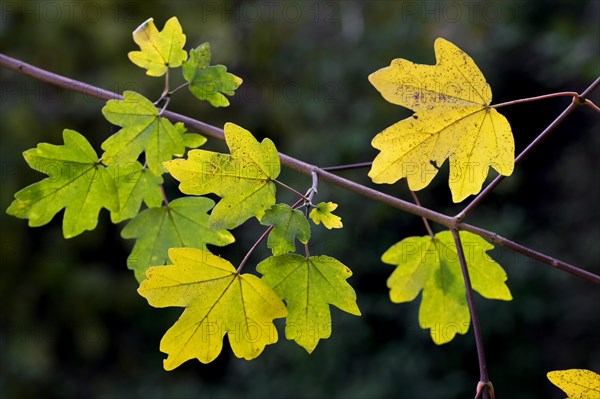 Field Maple