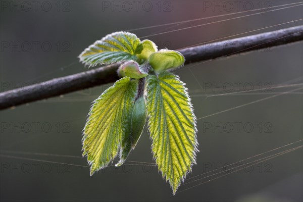 Common hazel