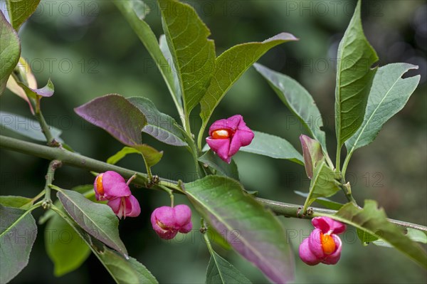 European spindle