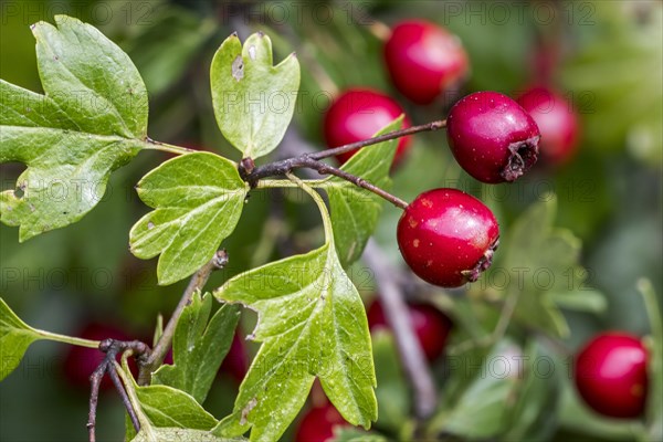 Common hawthorn