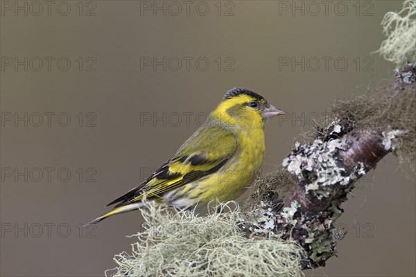 Eurasian siskin