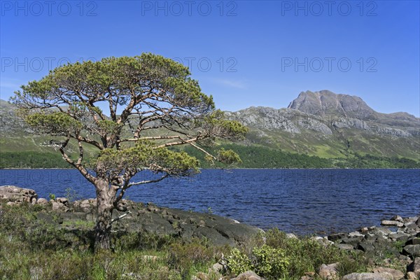 Scots pine tree