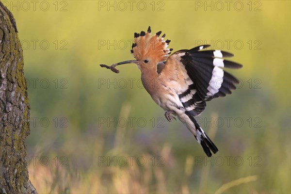 Eurasian hoopoe