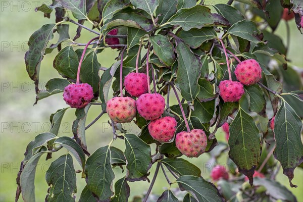 Chinese dogwood