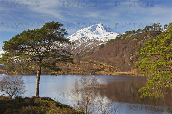 Scots pine