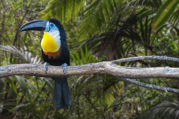 Channel-billed toucan