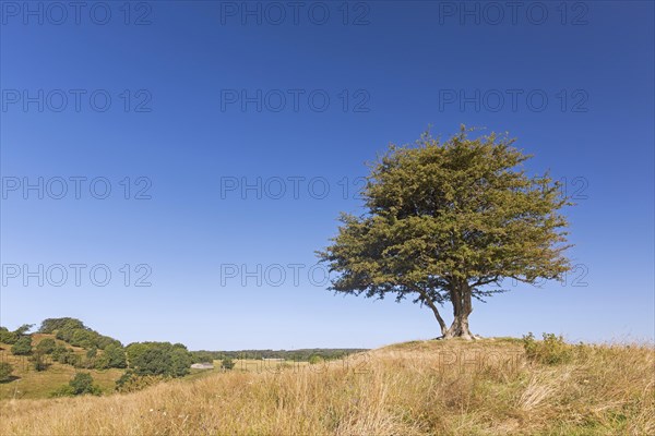 Solitary common hawthorn