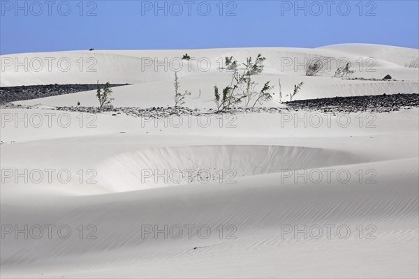 Shrubs growing in white sand dunes on the island Boa Vista