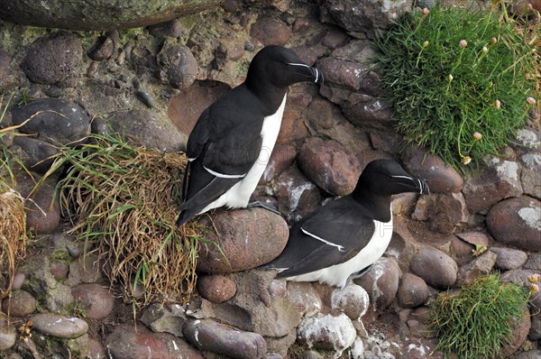 Two razorbills