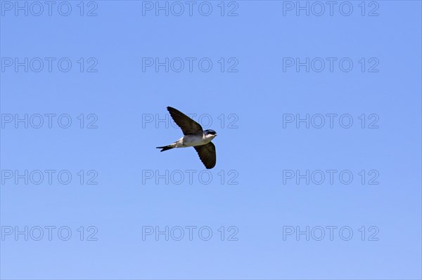 Common house martin