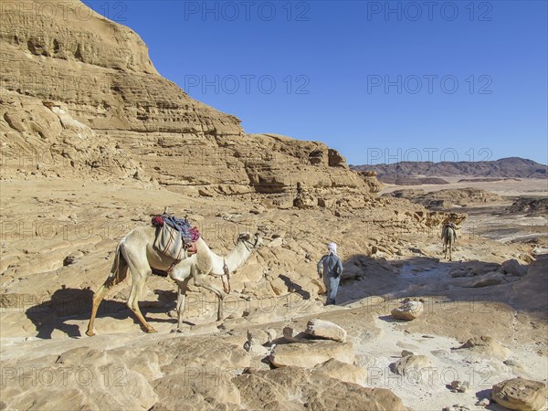 Bedouin leading camel