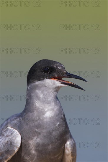 Close up portrait of black tern