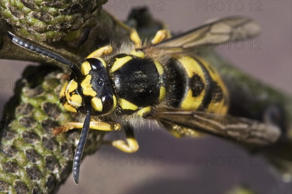 German wasp