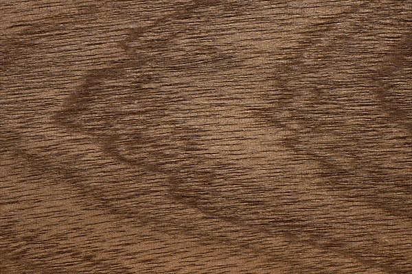 Wood grain of Sapele