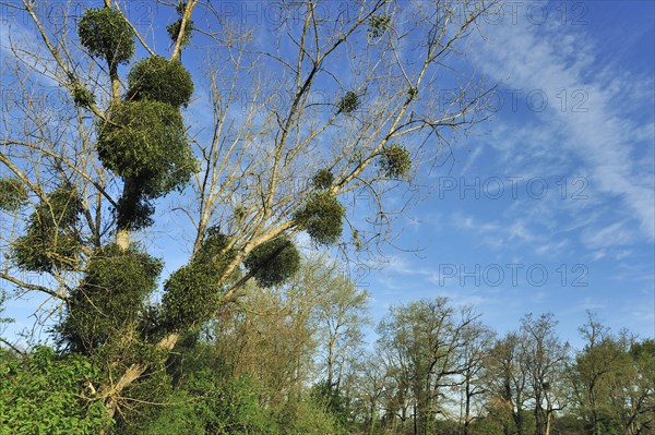 Mistletoe infestation