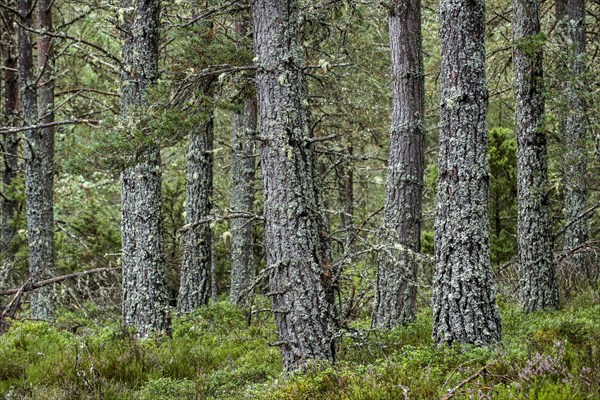 Scots Pine