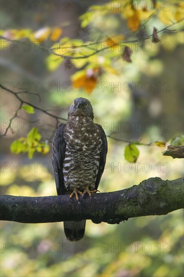 European honey buzzard