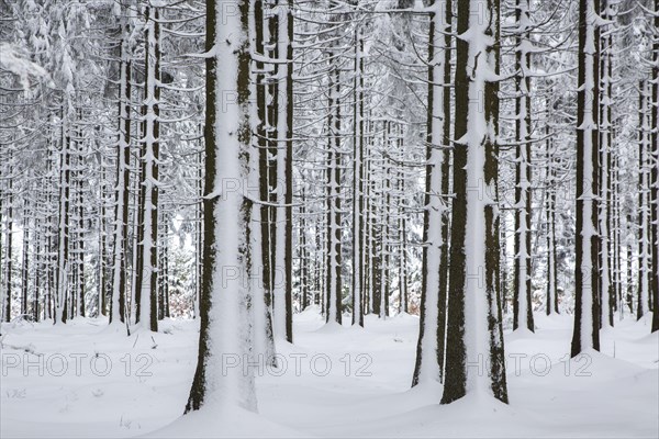 Pine tree trunks in coniferous forest covered in snow in winter at the Hoge Venen