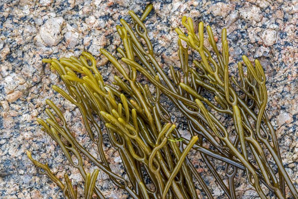 Bifurcaria bifurcata