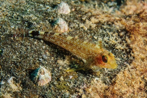 Jeffrey's goby