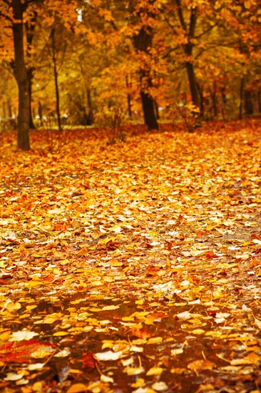 Autumn park after a rain