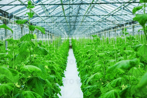 Growing cucumbers in the greenhouse