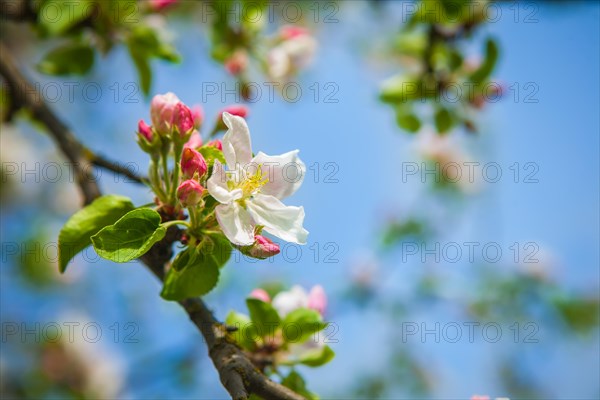 Apple tree flowerson twiig
