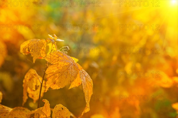 Autumn leaves on blurred illuminated background instagram style