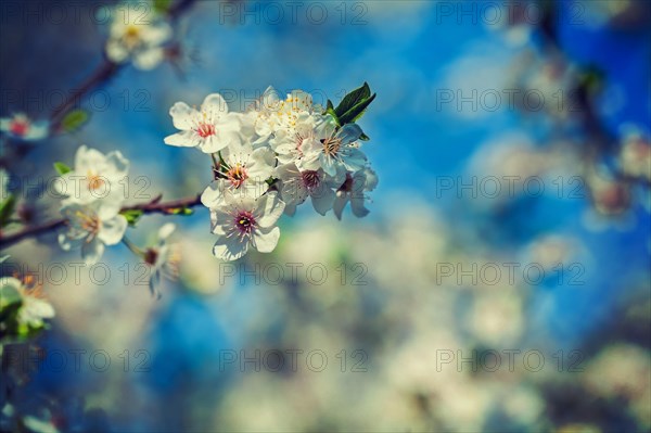 Branch of cherry tree with blossoming flowers instagram style