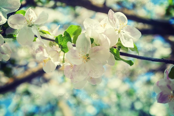 Flowers of an apple tree on a branch