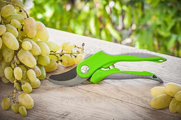 Secateurs and green grapes on the table