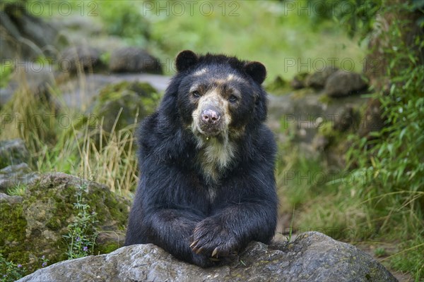 Spectacled bear