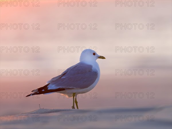 Common gull