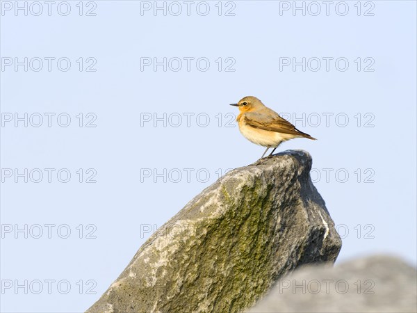 Northern wheatear