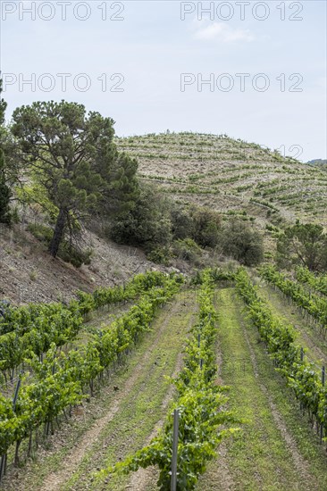 Experience stunning vineyard landscapes in the Priorat wine region