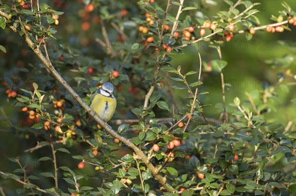 Blue tit