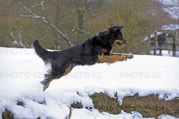 Hovawart in the snow